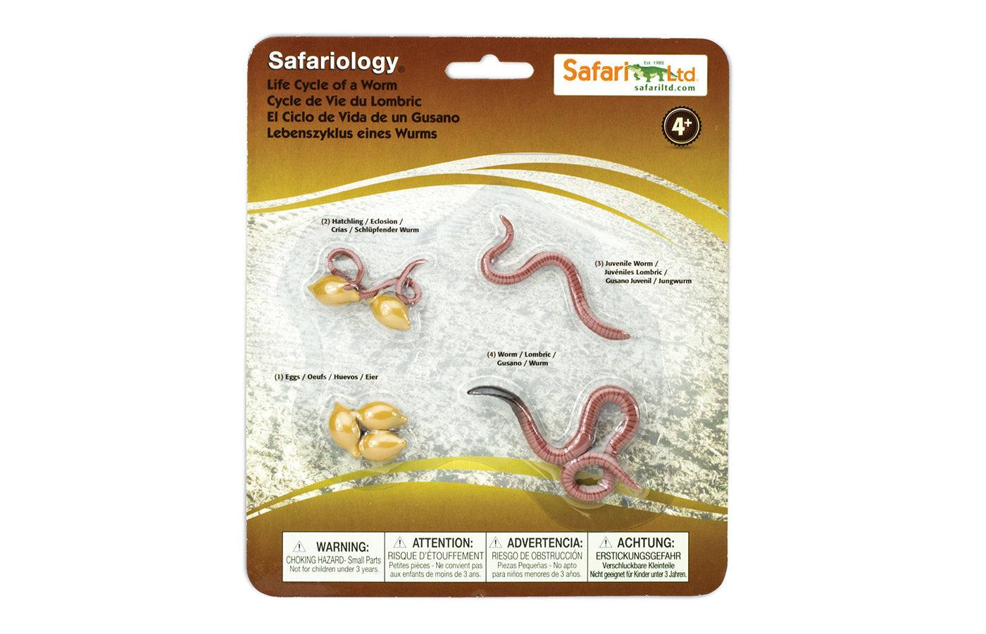 Levenscyclus - regenworm (3D)