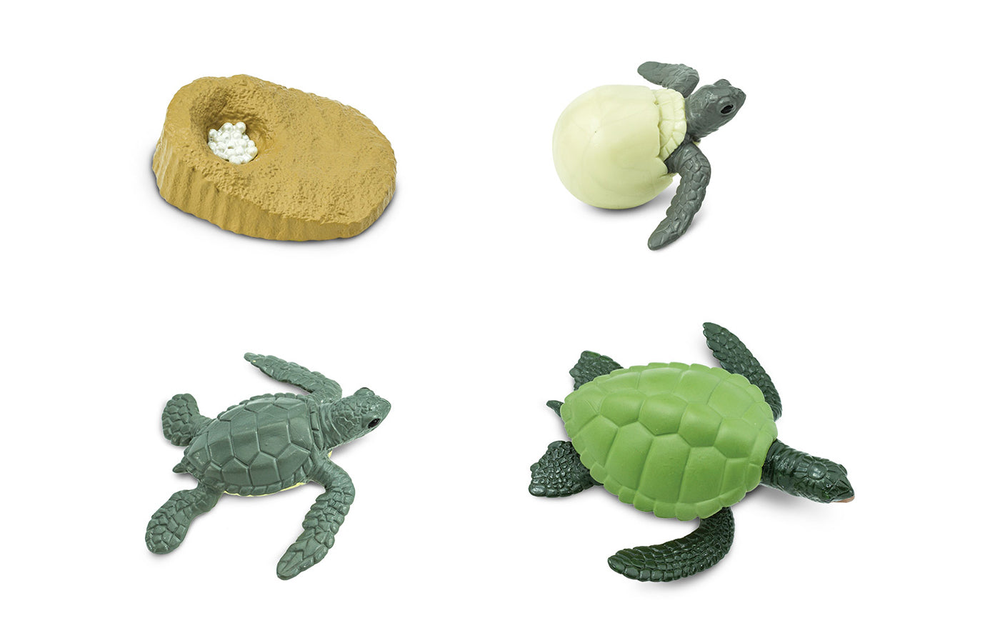 Levenscyclus - groene zeeschildpad (3D)